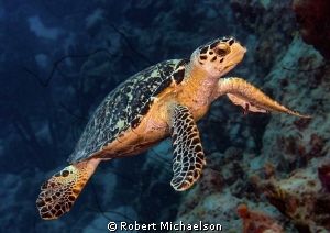 Buoyancy Clinic by Robert Michaelson 